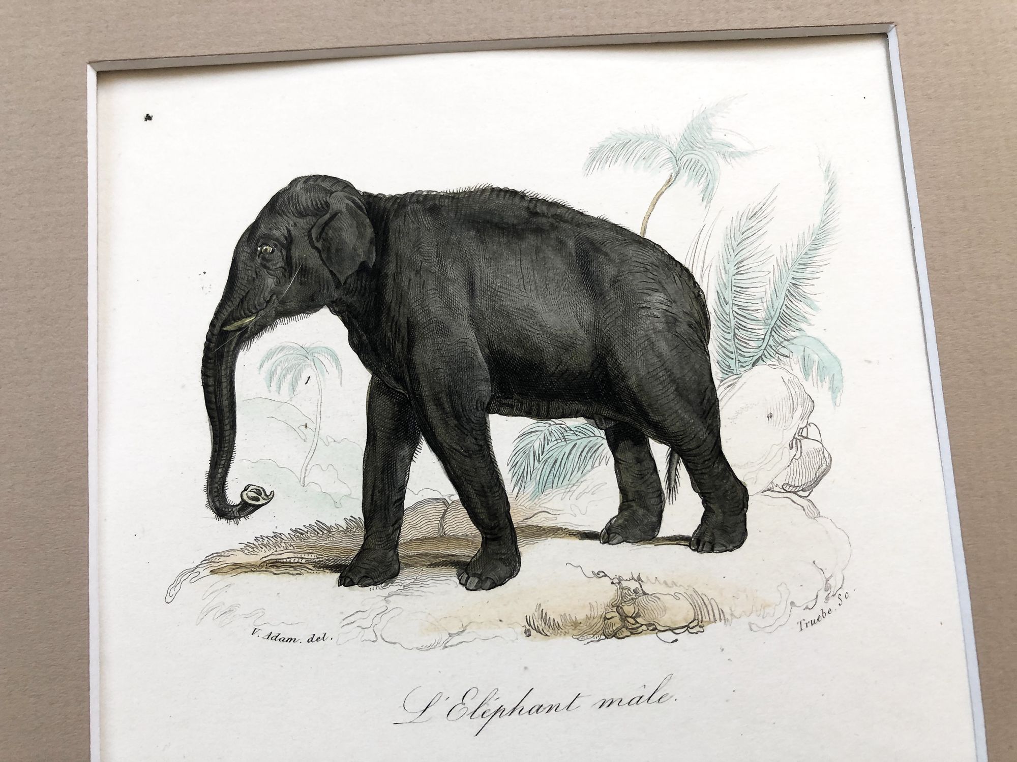 French engraving representing two elephants by the drawer Victor Adam French engraving representing two elephants by the drawer Victor Adam