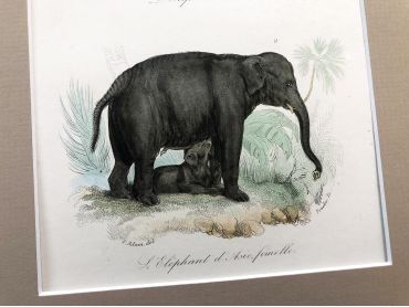 French engraving representing two elephants by the drawer Victor Adam