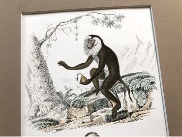 French engraving representing two types of monkey (jouanderou and maimon) by the drawer Edouard Travies