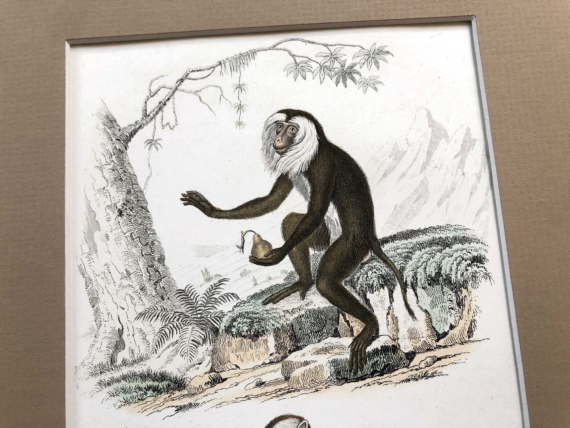 French engraving representing two types of monkey (jouanderou and maimon) by the drawer Edouard Travies