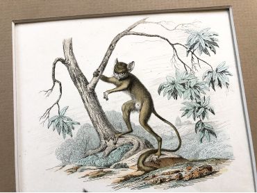 French engraving representing two types of monkey by the drawer Christophe Annedouche