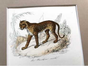 French engraving representing a panther and an orval by the drawer Edouard Travies
