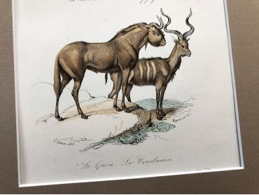 French engraving representing four types of antelopes and wildebeest by the drawer Edouard Travies