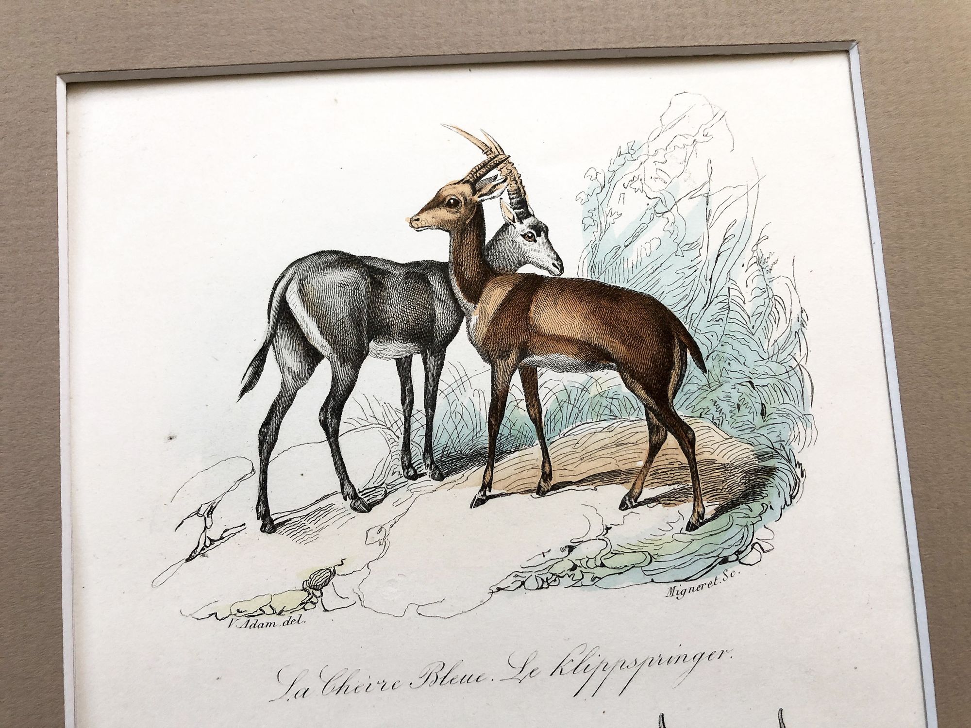 French engraving representing four types of antelopes and wildebeest by the drawer Edouard Travies
