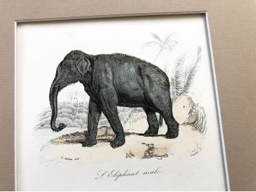 copy of Adam of French engraving representing an African elephant and an Asian elephant by the drawer Victor Adam