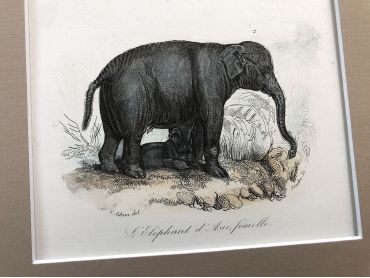 copy of Adam of French engraving representing an African elephant and an Asian elephant by the drawer Victor Adam