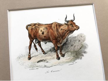 French engraving representing a bull and two donkeys by the drawer Victor Adam dating from the middle of the 19th century.