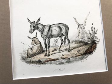 French engraving representing a bull and two donkeys by the drawer Victor Adam dating from the middle of the 19th century.