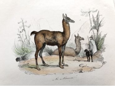 French engraving representing a llama and a vicuna by the drawer Victor Adam dating from the middle of the 19th century.