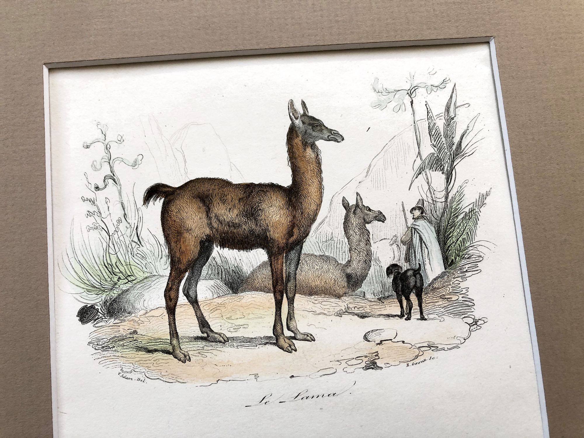 French engraving representing a llama and a vicuna by the drawer Victor Adam dating from the middle of the 19th century.