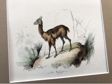French engraving representing a llama and a vicuna by the drawer Victor Adam dating from the middle of the 19th century.