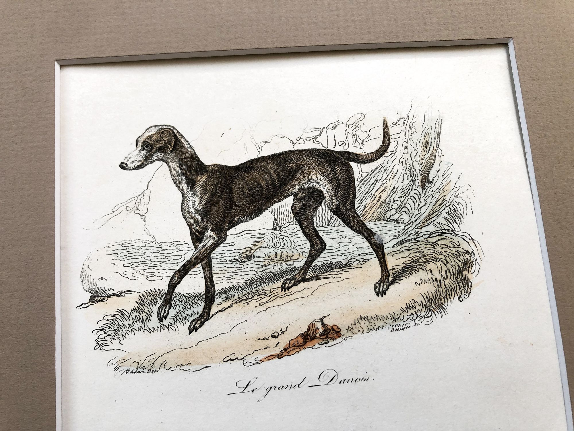 French engraving representing three types of dogs by the drawer Victor Adam