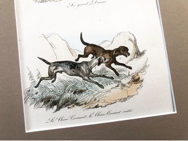 French engraving representing three types of dogs by the drawer Victor Adam