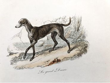 French engraving representing three types of dogs by the drawer Victor Adam