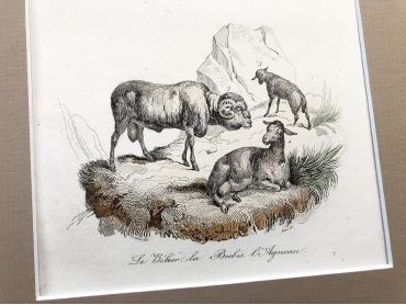 French engraving representing cows and sheep by the drawer Victor Adam