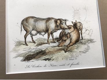 French engraving representing a boar and pigs by the drawer Victor Adam