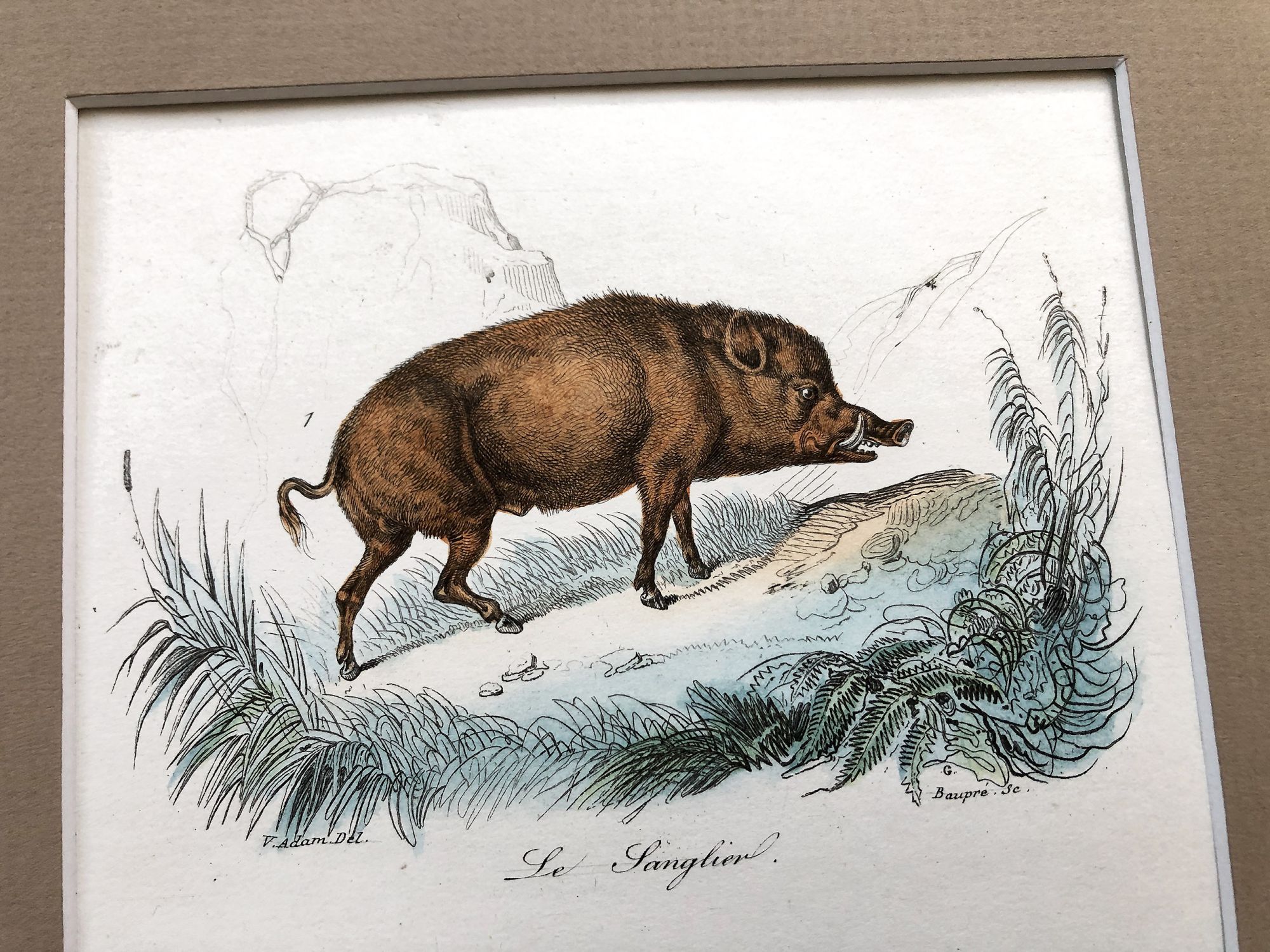 French engraving representing a boar and pigs by the drawer Victor Adam