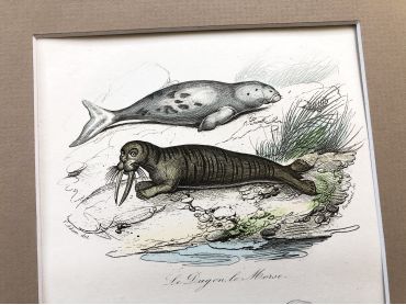 French engraving representing a walrus and manatees by the drawer Victor Adam