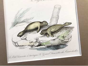 French engraving representing a walrus and manatees by the drawer Victor Adam