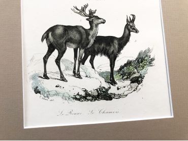 French engraving representing a moose and chamois by the drawer Victor Adam