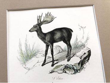 French engraving representing a moose and chamois by the drawer Victor Adam