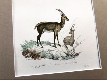 French engraving representing three types of gazelles by the drawer Victor Adam