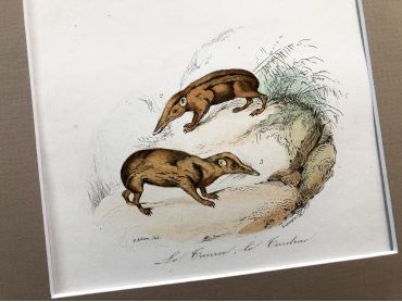 French engraving representing a hedgehog and shrews by the drawer Victor Adam