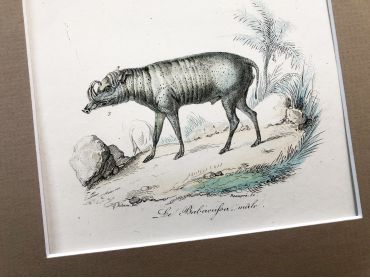 French engraving representing a peccary and two African boars by the drawer Victor Adam