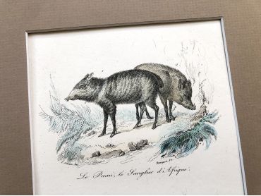 French engraving representing a peccary and two African boars by the drawer Victor Adam
