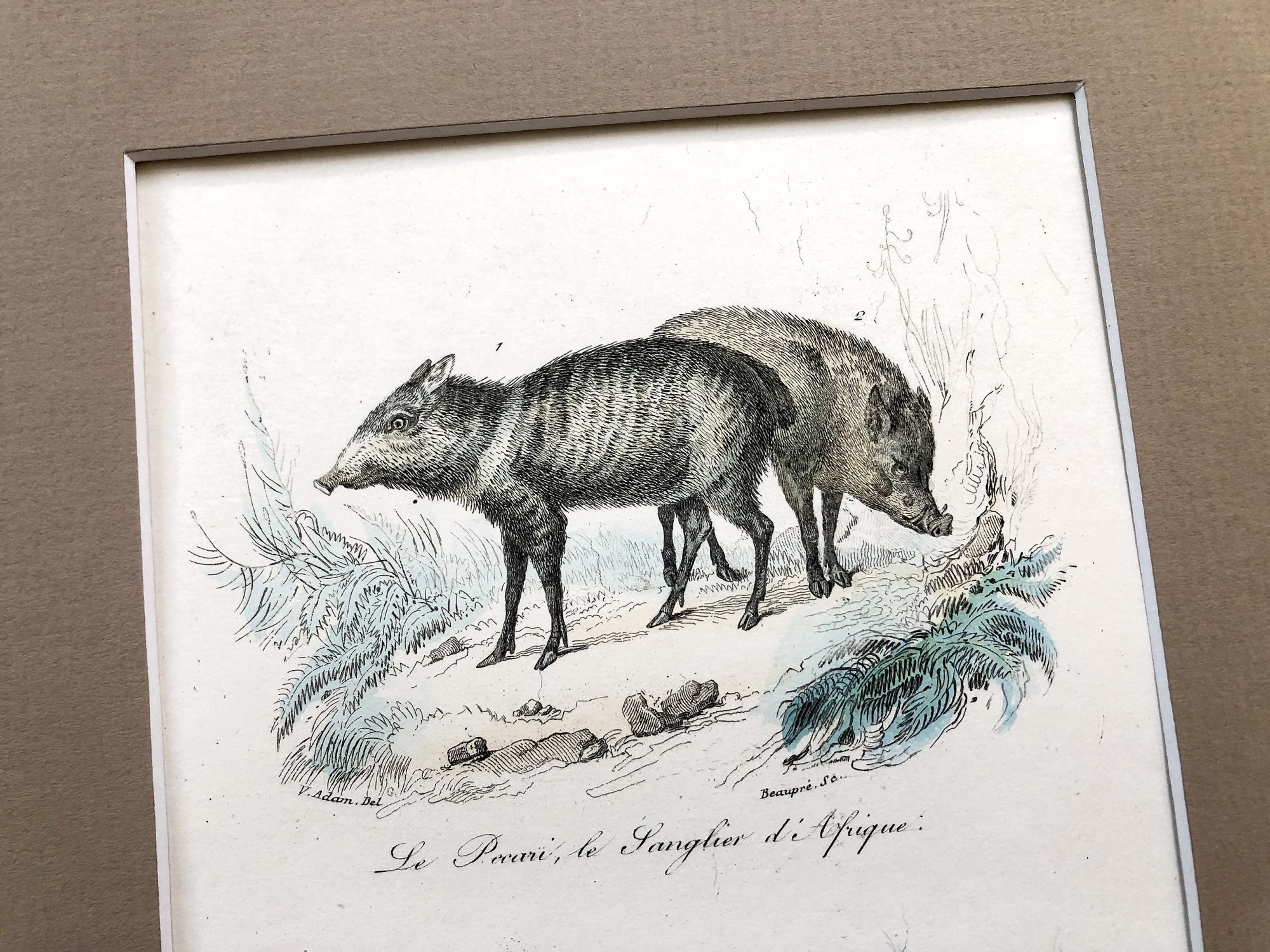 French engraving representing a peccary and two African boars by the drawer Victor Adam