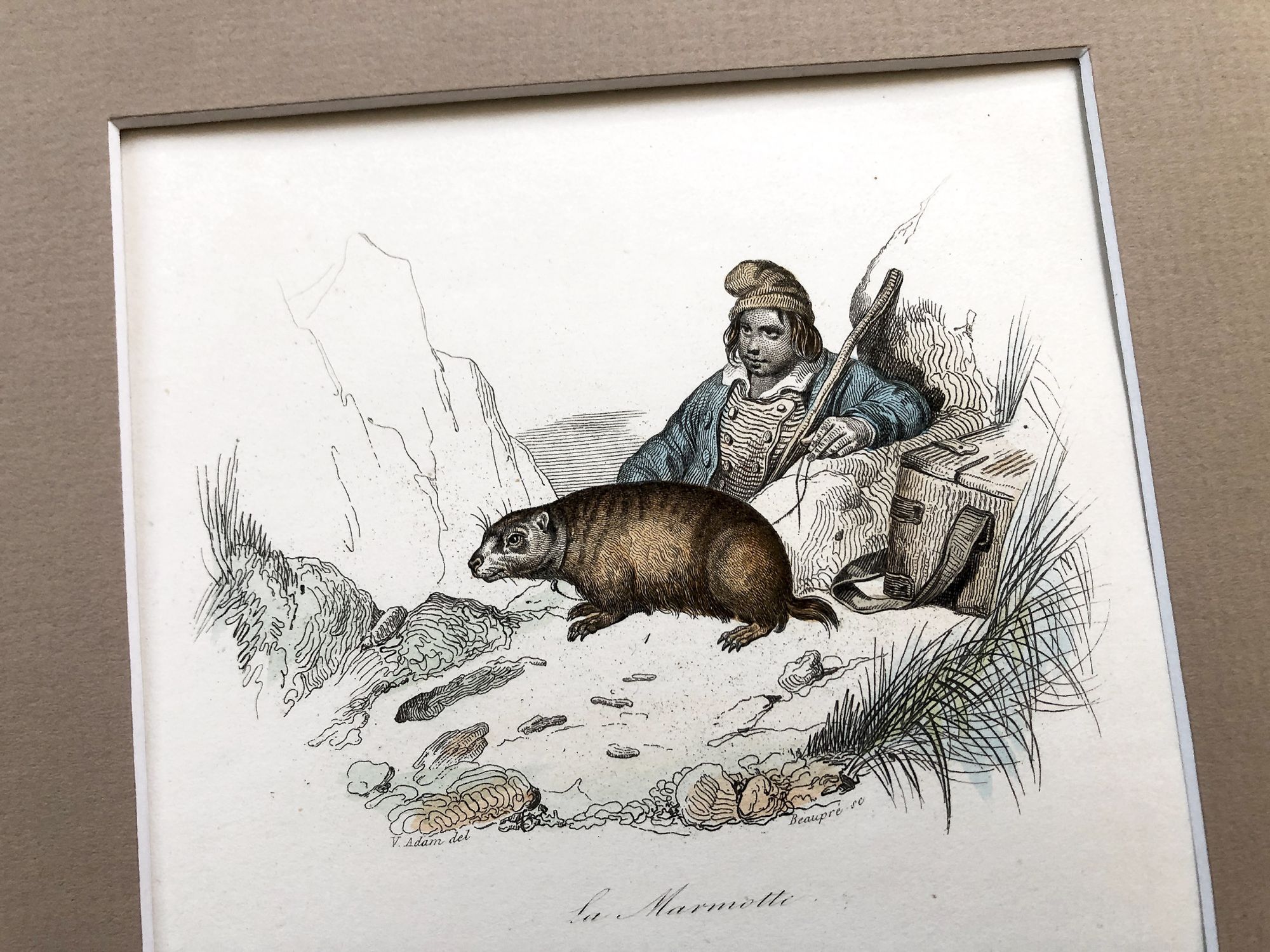 French engraving representing two large rodents and a hunter by the drawer Victor Adam