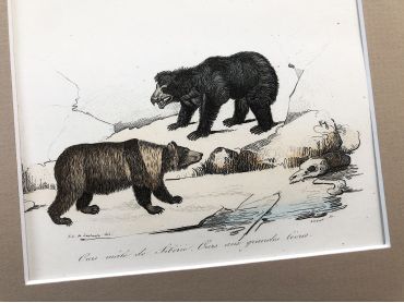 French engraving representing a porcupine and bears from the middle of 19th century