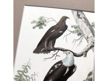 French engraving representing two types of eagles by the drawer Edouard Travies