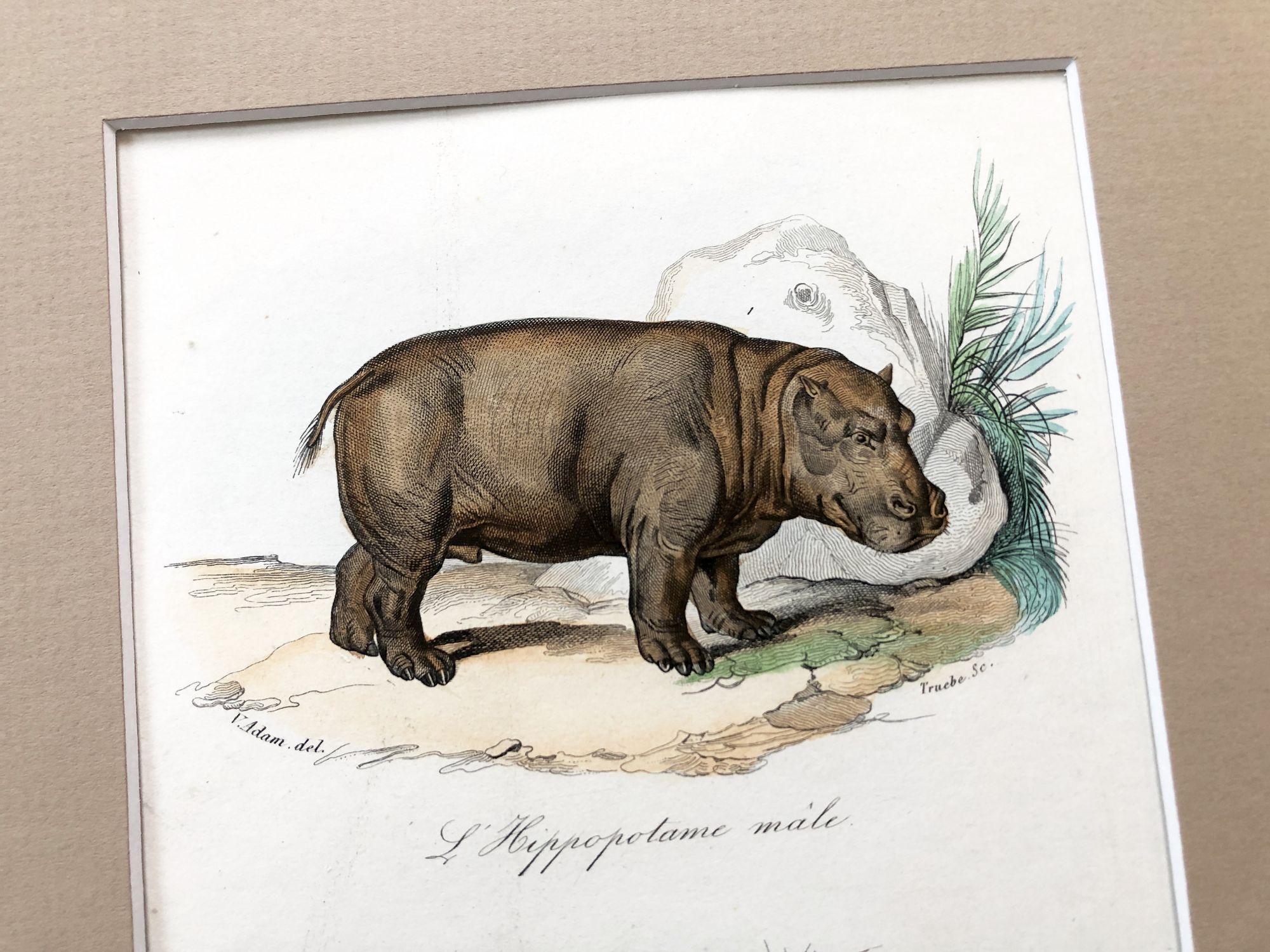 French engraving representing a hippopotamus and a rhinoceros by the drawer Edouard Travies