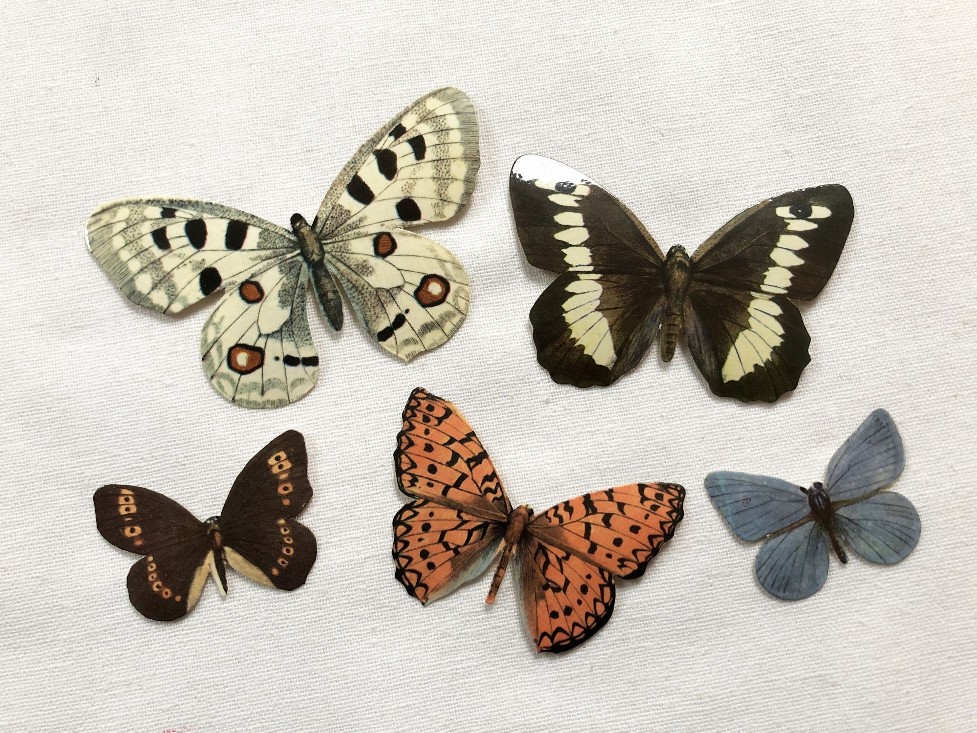 Set of 5 sticky advertising butterflies from a French biscuit company in the 1960s