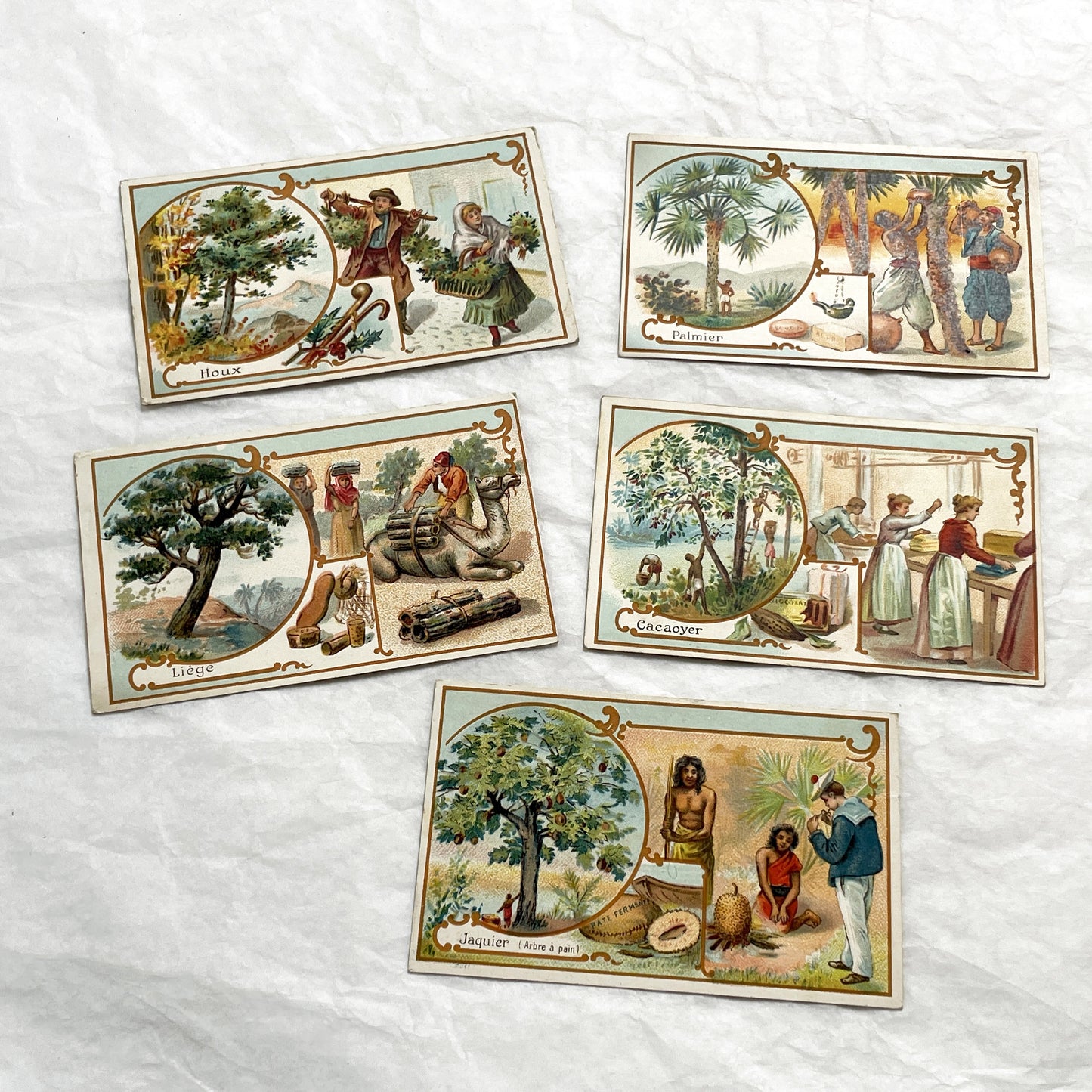 Late 19th - 5 Antique French Trade Cards - Advertising Chromolithographs - Educational Botanical Series - Bernheim & Cie Store Ephemera