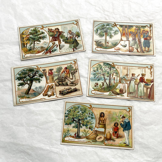 Late 19th - 5 Antique French Trade Cards - Advertising Chromolithographs - Educational Botanical Series - Bernheim & Cie Store Ephemera