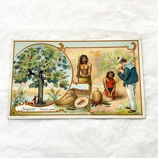 Late 19th - 5 Antique French Trade Cards - Advertising Chromolithographs - Educational Botanical Series - Bernheim & Cie Store Ephemera