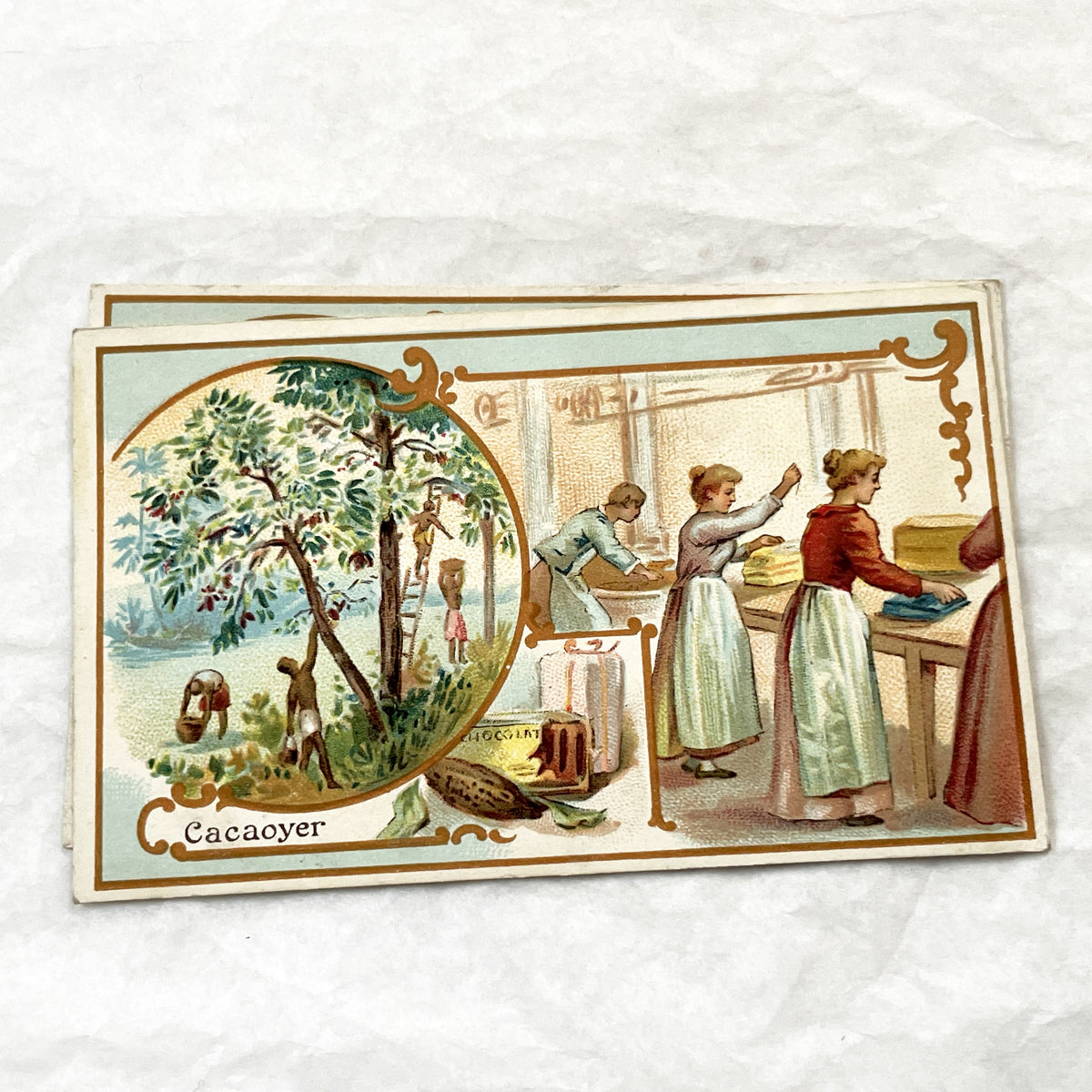 Late 19th - 5 Antique French Trade Cards - Advertising Chromolithographs - Educational Botanical Series - Bernheim & Cie Store Ephemera