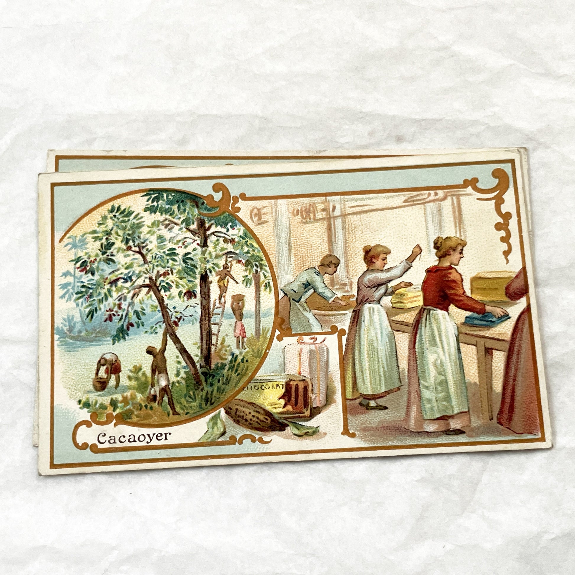 Late 19th - 5 Antique French Trade Cards - Advertising Chromolithographs - Educational Botanical Series - Bernheim & Cie Store Ephemera