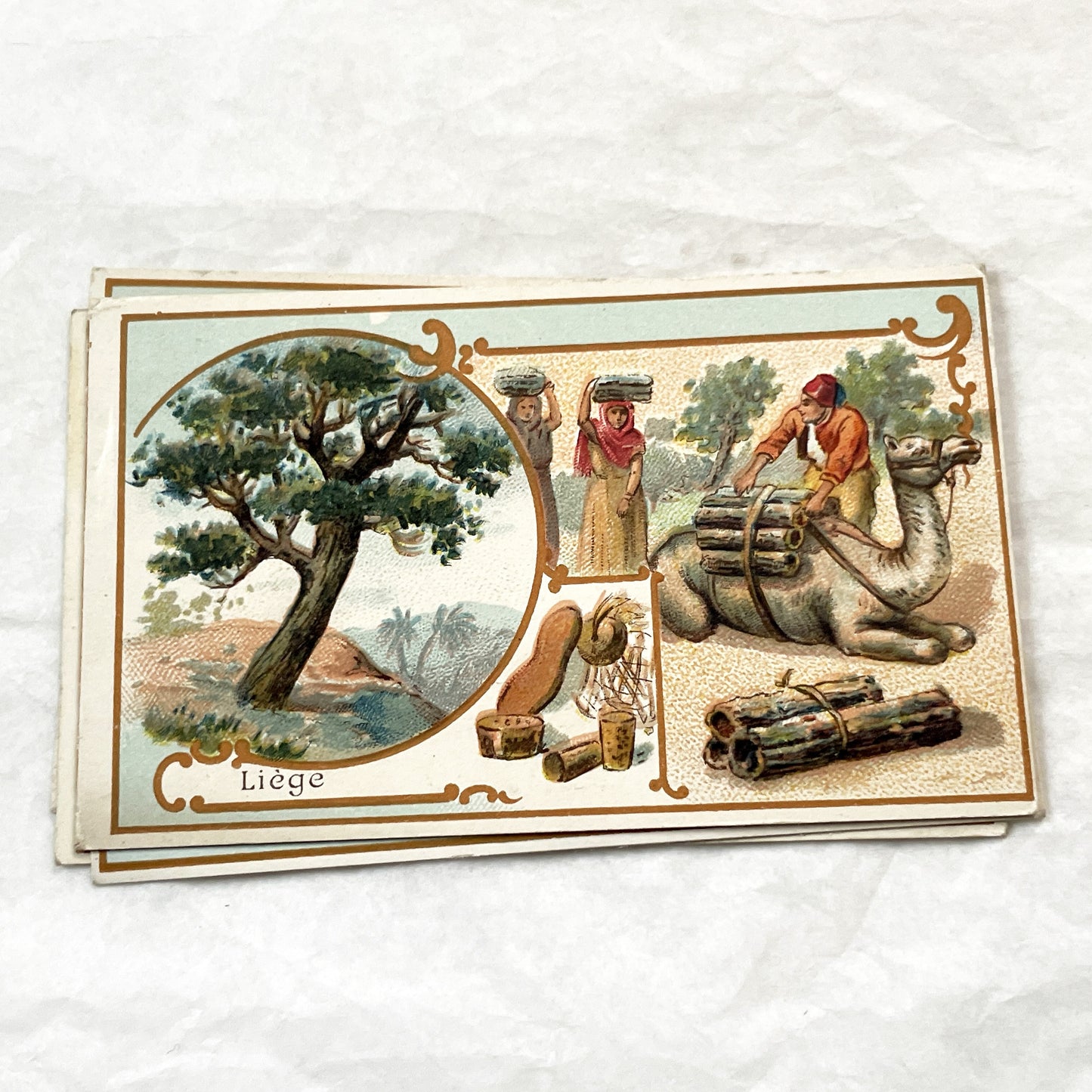 Late 19th - 5 Antique French Trade Cards - Advertising Chromolithographs - Educational Botanical Series - Bernheim & Cie Store Ephemera