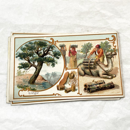 Late 19th - 5 Antique French Trade Cards - Advertising Chromolithographs - Educational Botanical Series - Bernheim & Cie Store Ephemera
