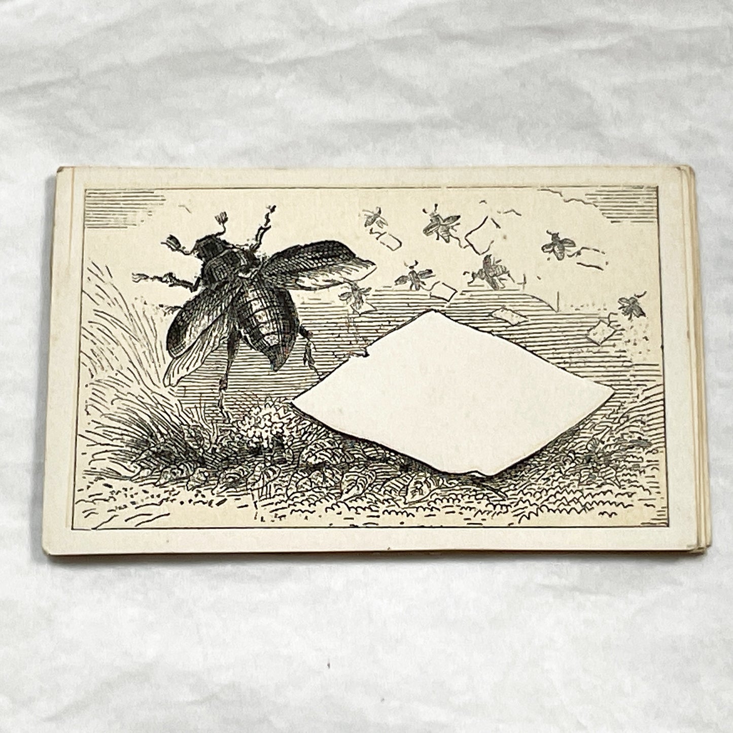 Late 19th - Vintage Advertising Fancy Card - Customizable Blank Space for Business Promotion - Illustrated Beetle and Flying Insects Design.
