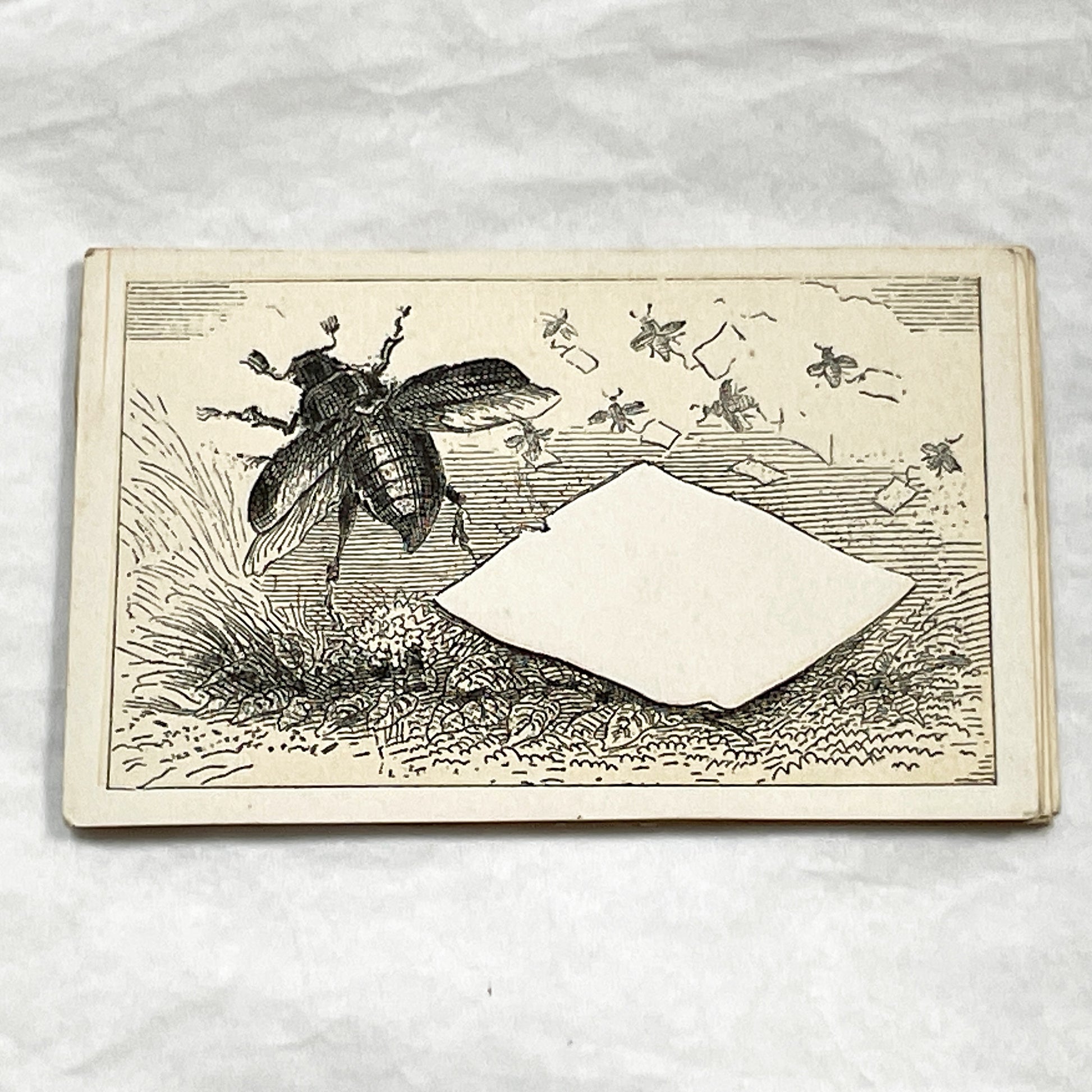 Late 19th - Vintage Advertising Fancy Card - Customizable Blank Space for Business Promotion - Illustrated Beetle and Flying Insects Design.