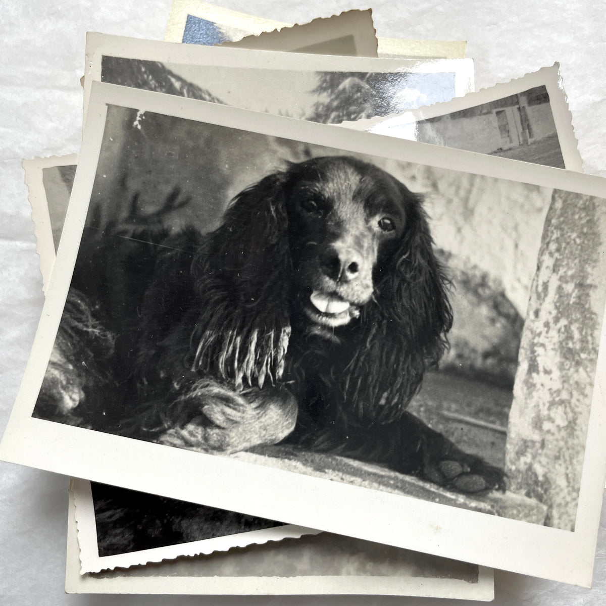 Lot of 1940s vintage photographs showing people skiing, a camel rider, an ocean scene with a military man, and a dog.