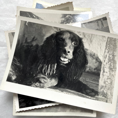Lot of 1940s vintage photographs showing people skiing, a camel rider, an ocean scene with a military man, and a dog.
