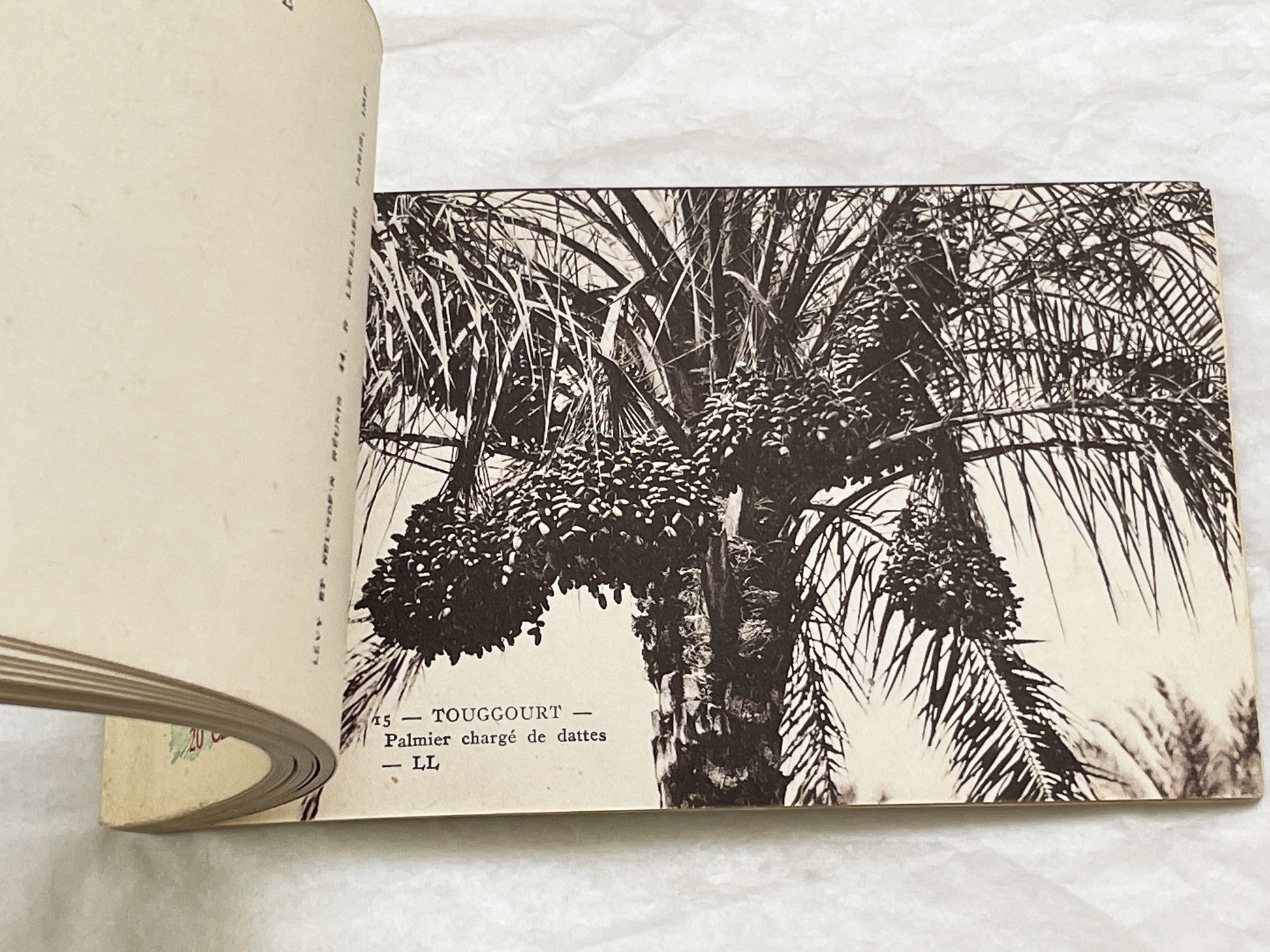 1910s - Touggourt Postcard Booklet - Vintage North African Photos - Algerian Oasis Scenes - Historical Travel Souvenir Album