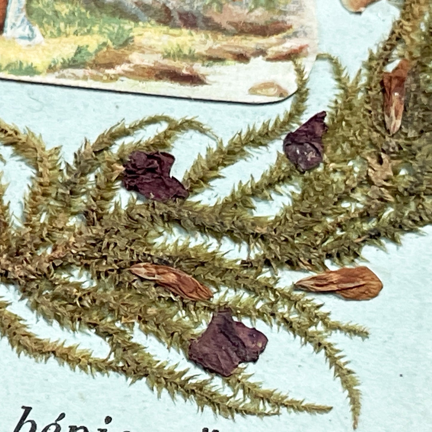 1900s - Vintage French Religious Holy Card - Our Lady of Lourdes - Immaculate Conception - Dried Flowers Memento - Pilgrimage Ephemera