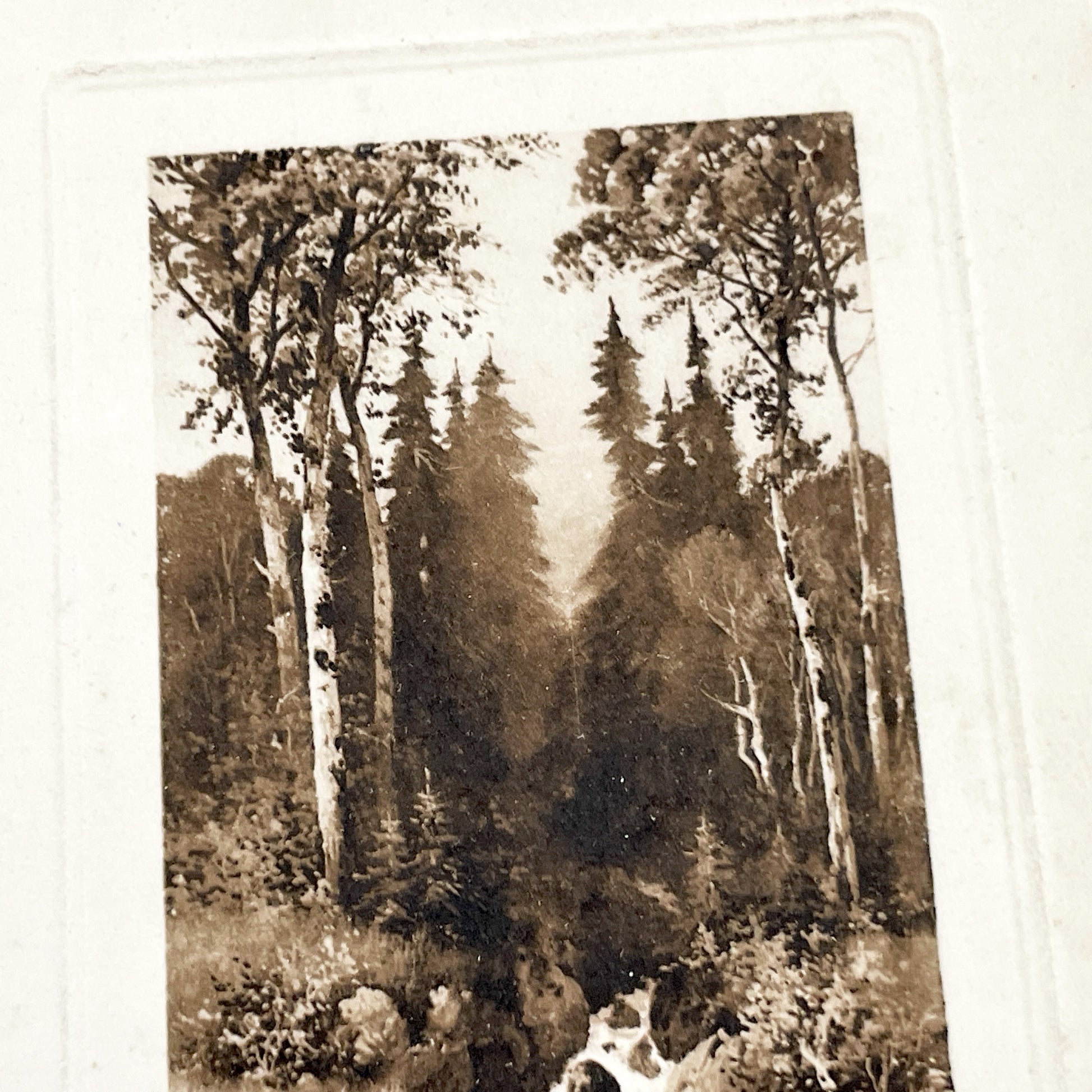 1910s - Vintage Sepia Forest Stream Postcard - European Landscape Nature Photography - Serene Woodland Creek - Old Travel Memorabilia