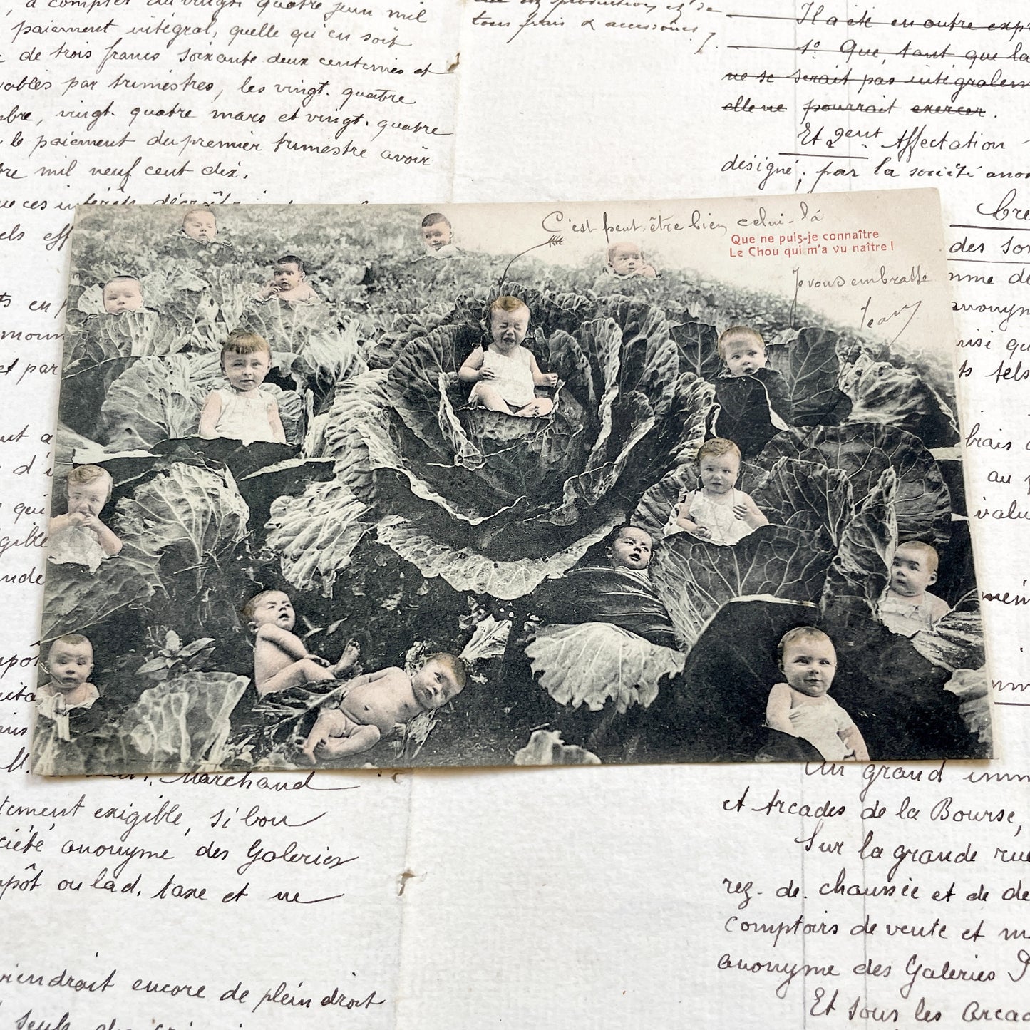 1910s - French Postcard - Babies In Cabbages - Vintage Humorous Folklore - Infant Whimsy Greeting Card - Early 20th Century Charm